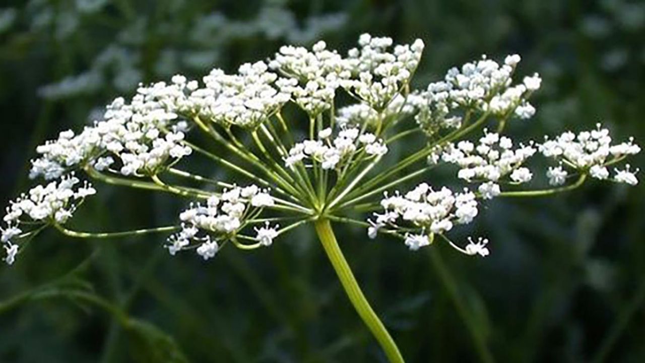 anice verde pimpinella anisum