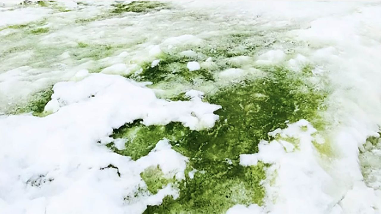 neve verde