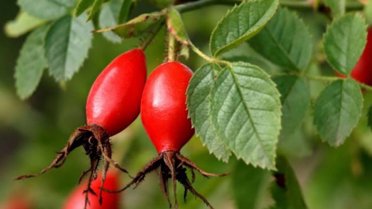 rosa canina