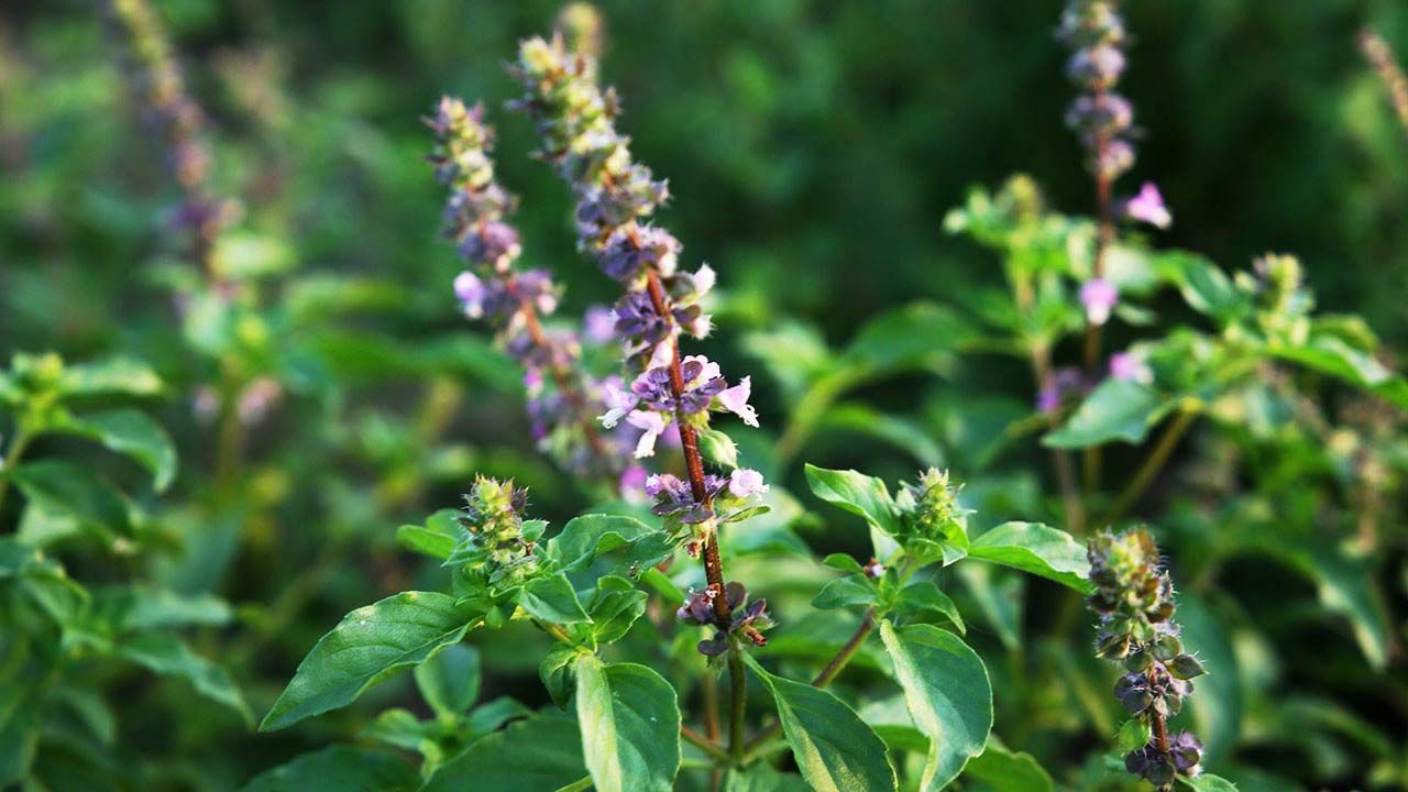 basilico sacro indiano tulsi proprietà