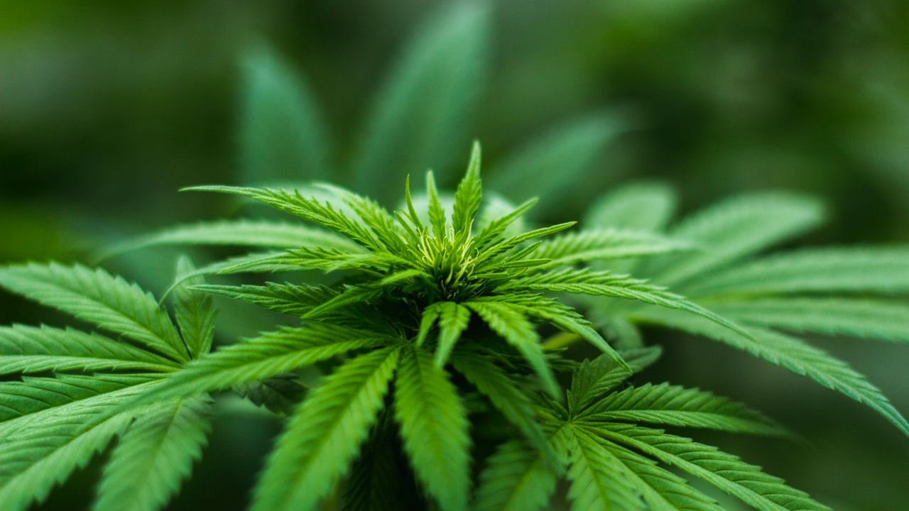 cannabis