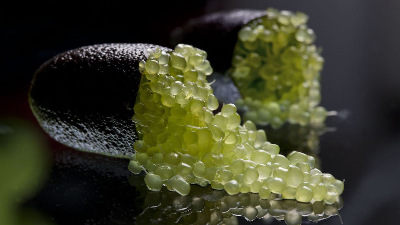 caviale di limone fingerlime