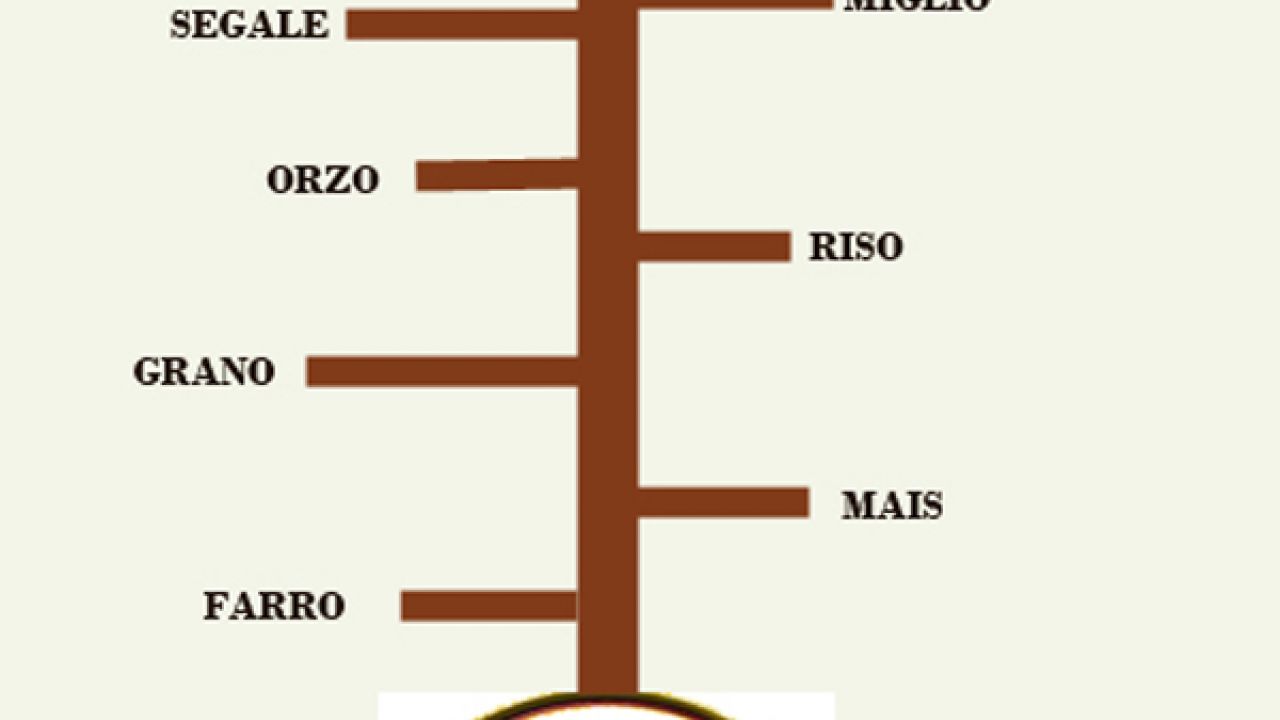 storia della celiachia