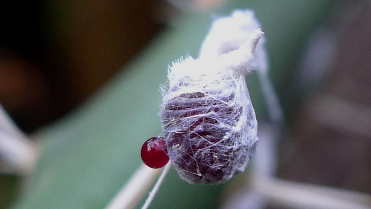 Negli yogurt Danone coloranti a base di cocciniglia