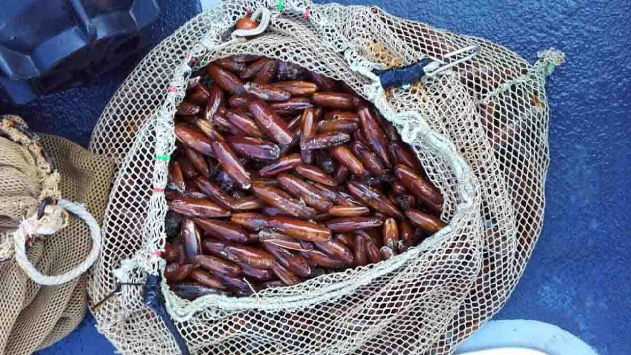datteri di mare nella rete