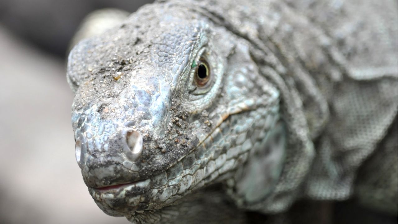 drago di komodo