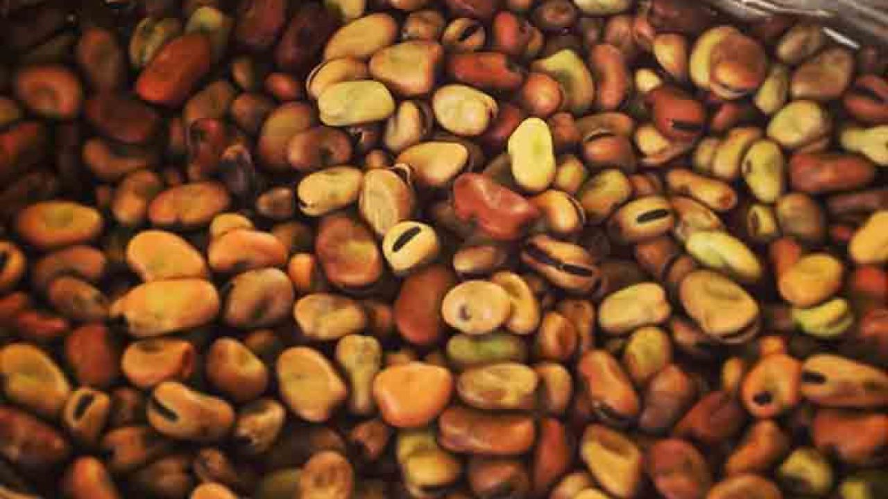 fava cottòra
