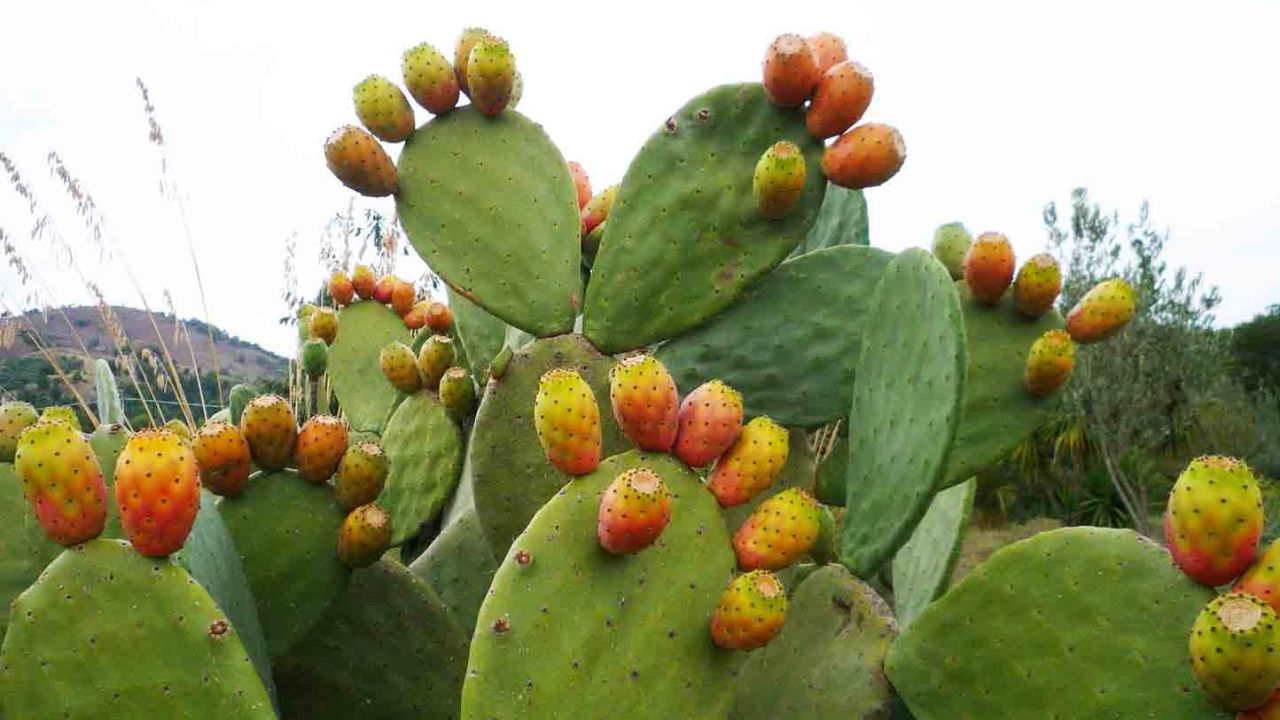 fichi d’india proprietà e benefici