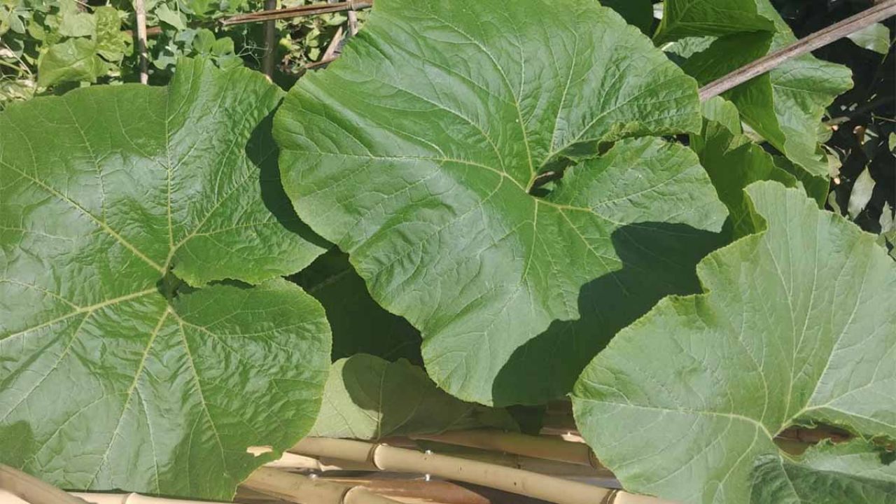 foglie di zucca da mangiare