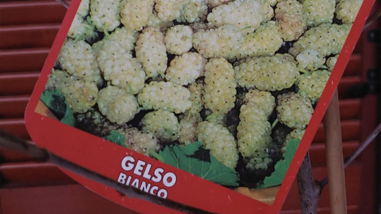 gelso bianco proprietà