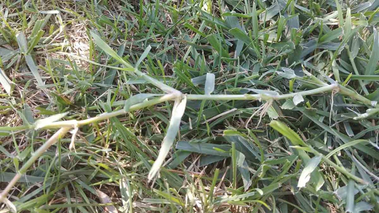 gramigna erba