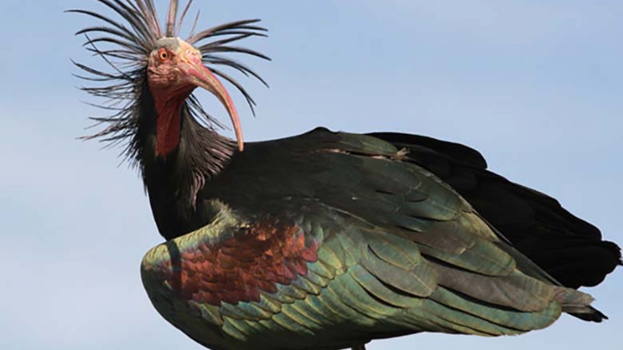 ibis eremita