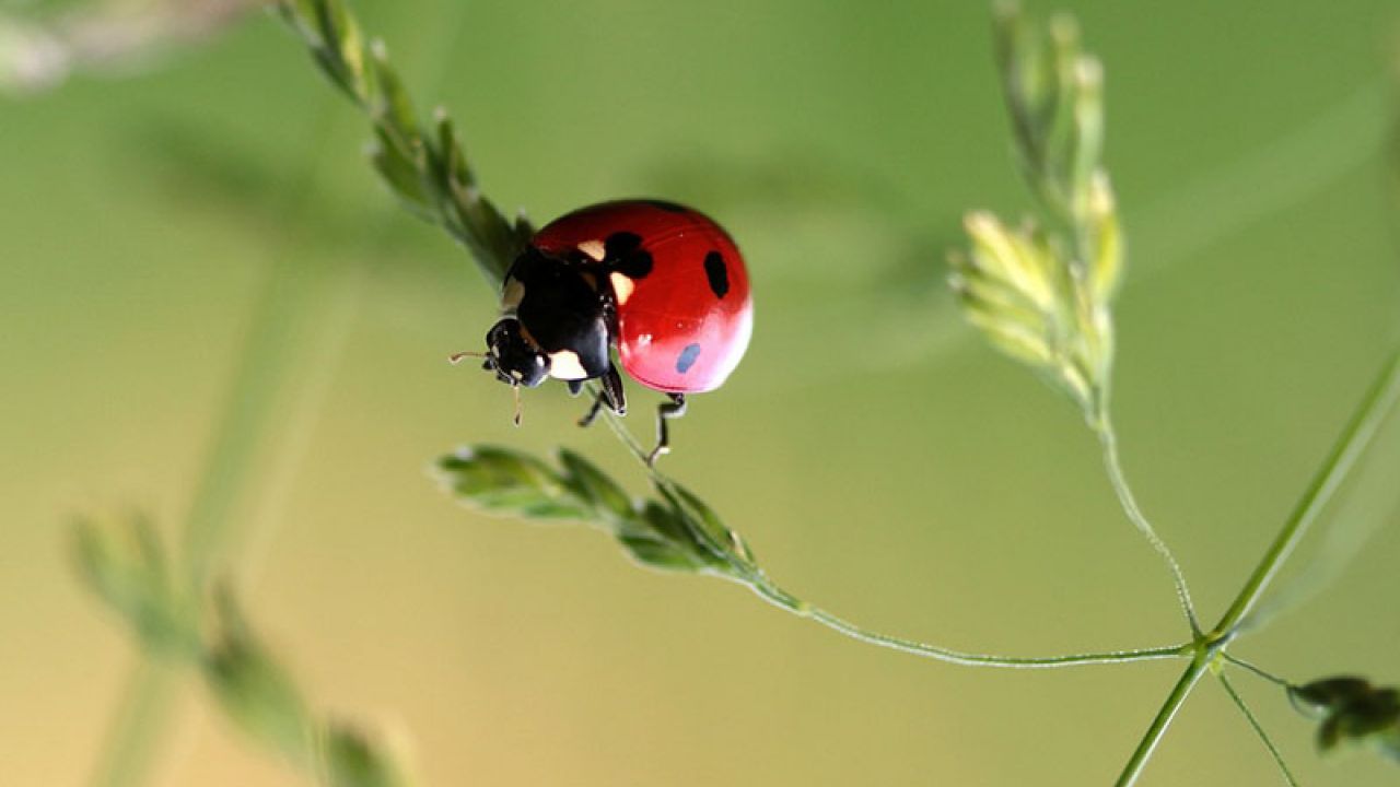 insetti buoni orto