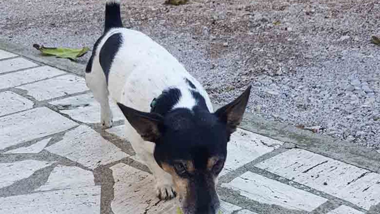 jack russell terrier carattere