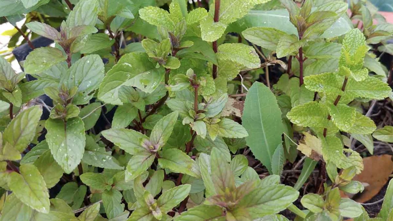 menta repellente naturale