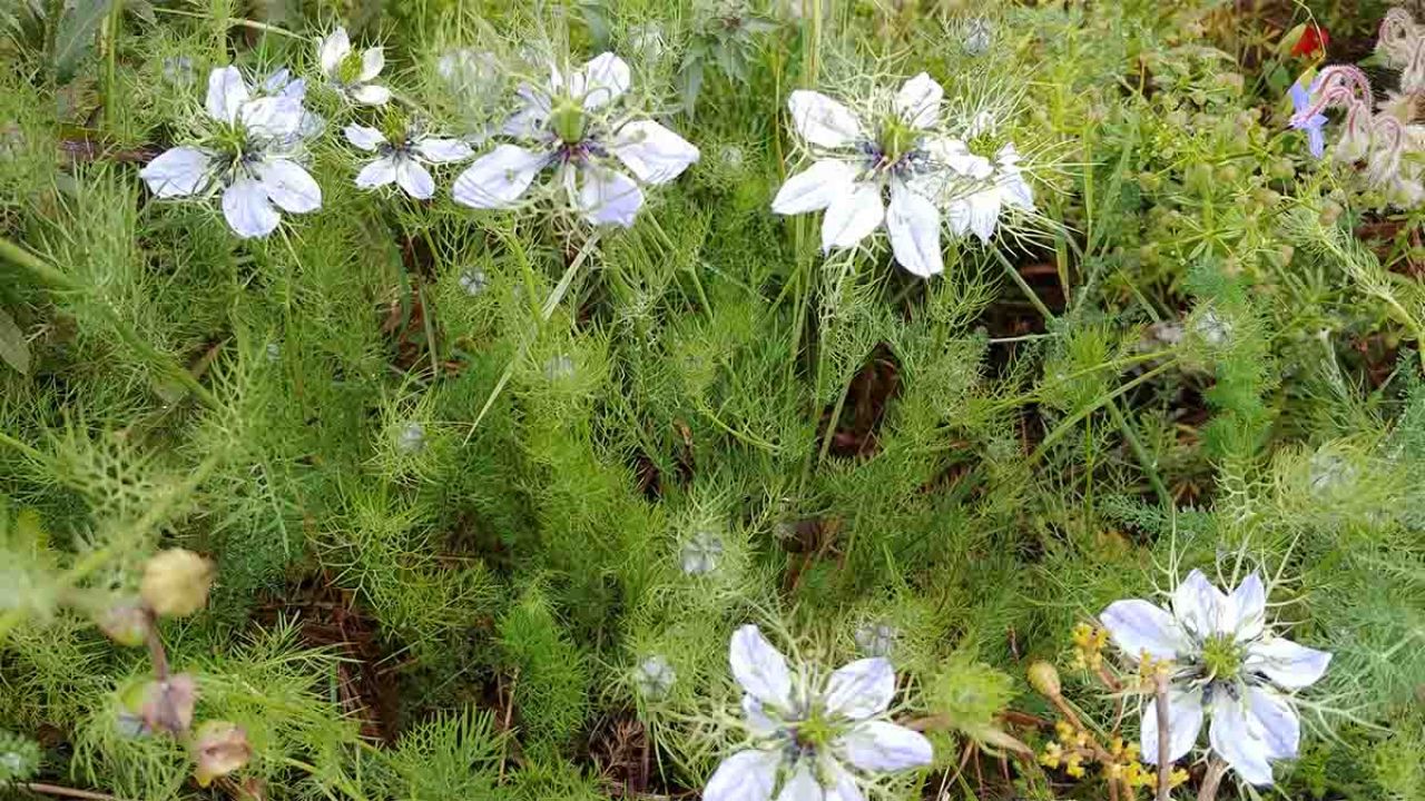 nigella sativa cumino nero