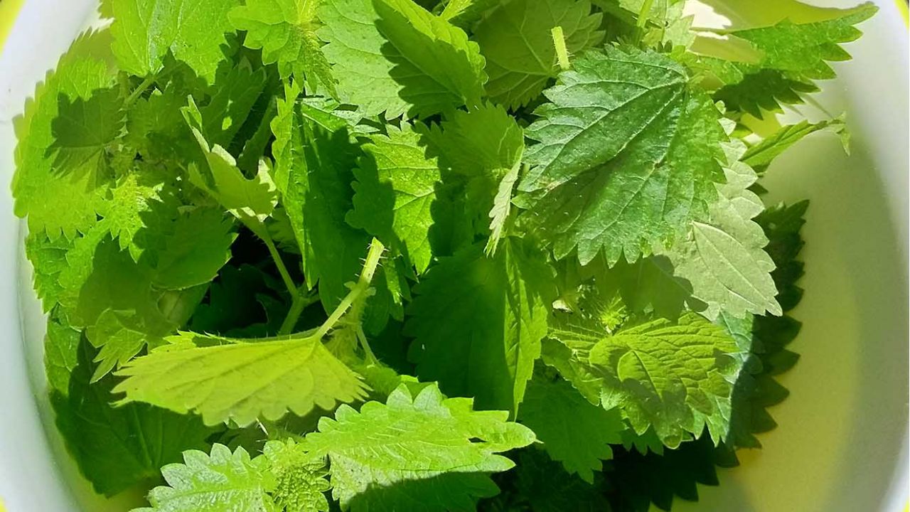 ortica raccolta pesto