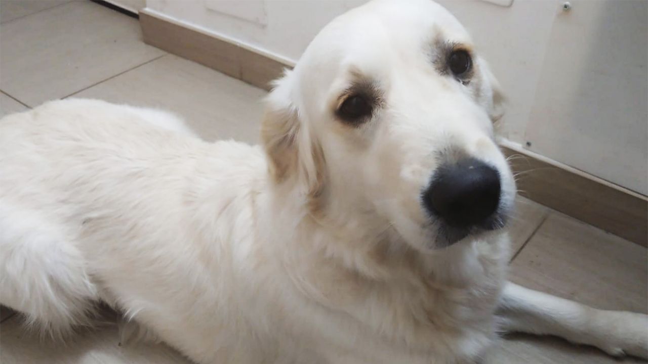 paolina golden retriever