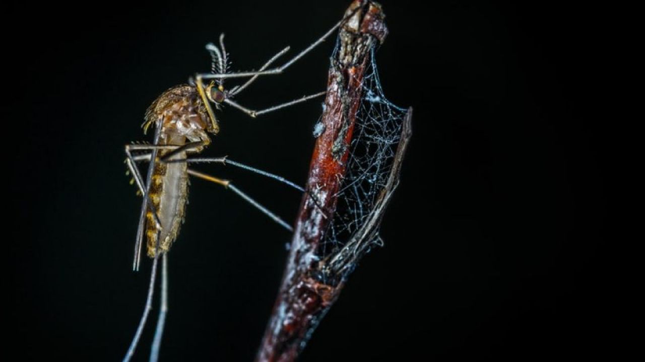zanzara west nile mosquito day