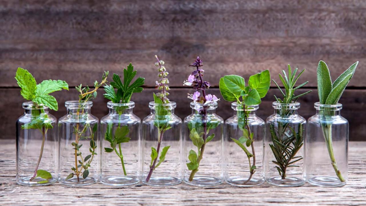 9 piante aromatiche che crescono anche senza la terra | Ambiente Bio