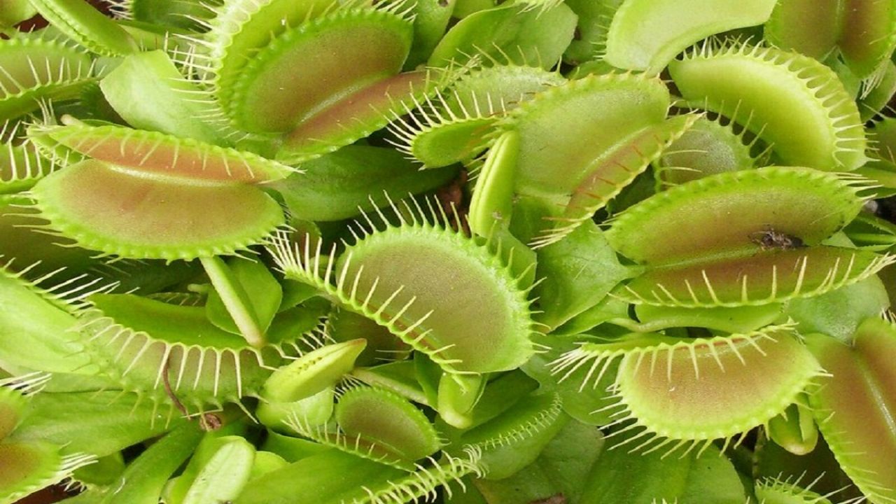 piante carnivore