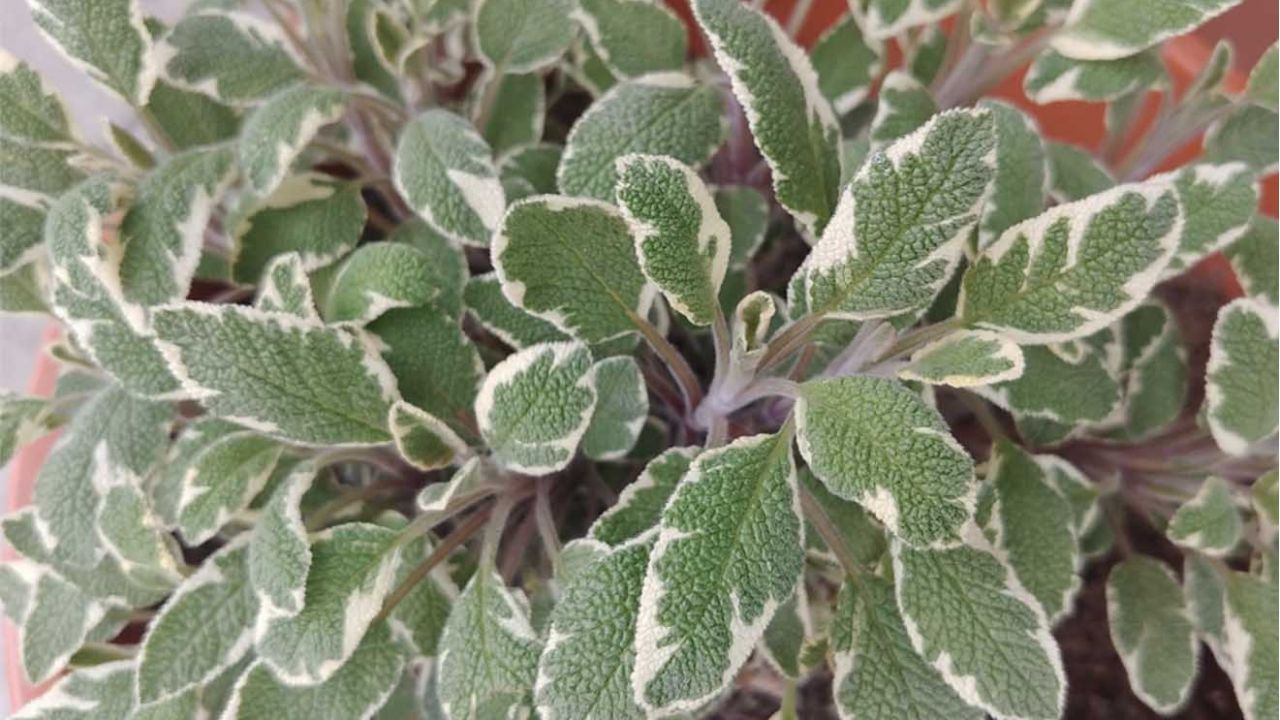 salvia piante officinali in giardino