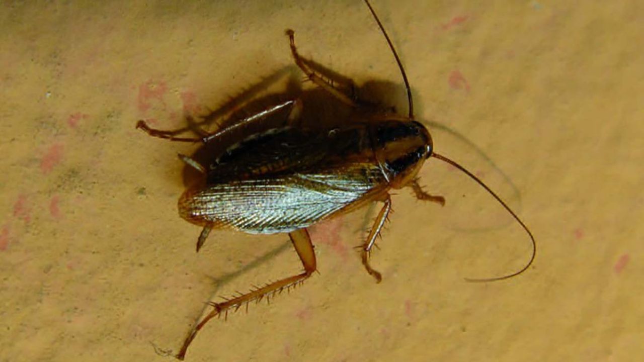 scarafaggi in casa