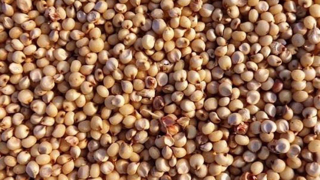 Il sorgo è un'ecellente alternativa gluten free ai cereali più comuni