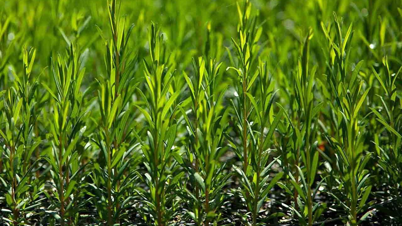 olio di tea tree