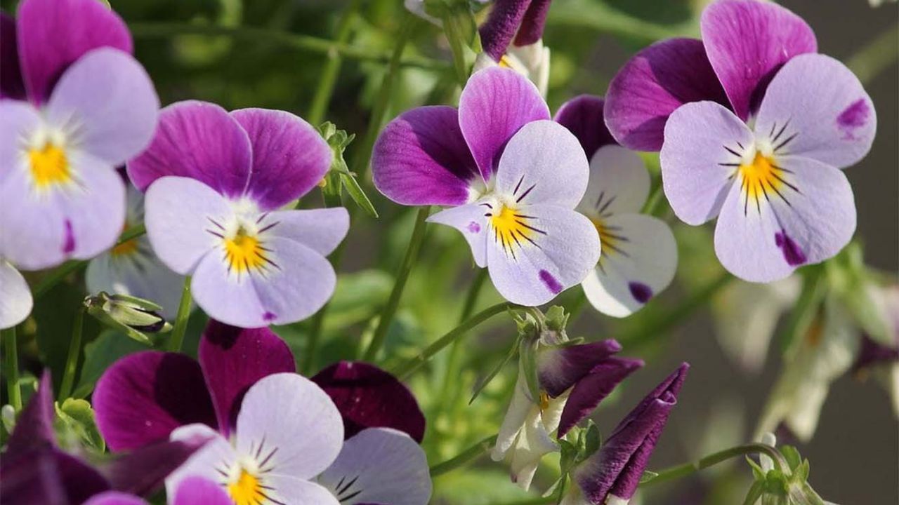 viola del pensiero