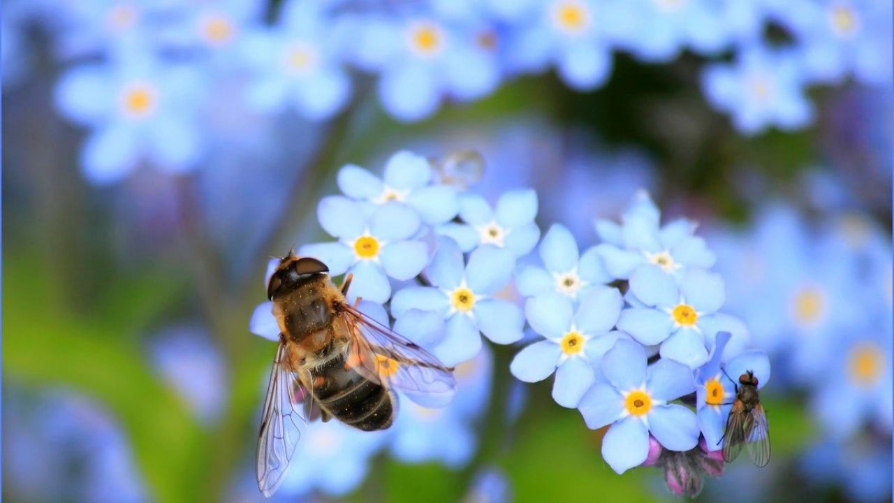 api e impollinazione