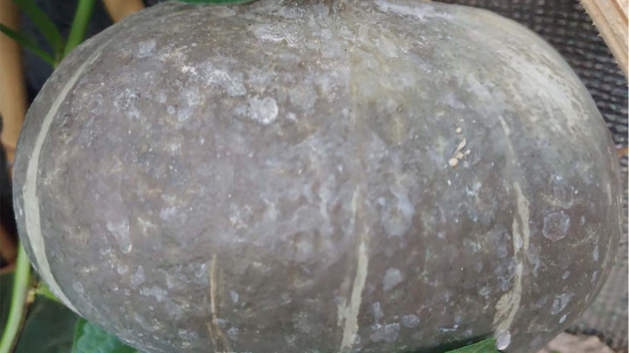 zucca delica orto