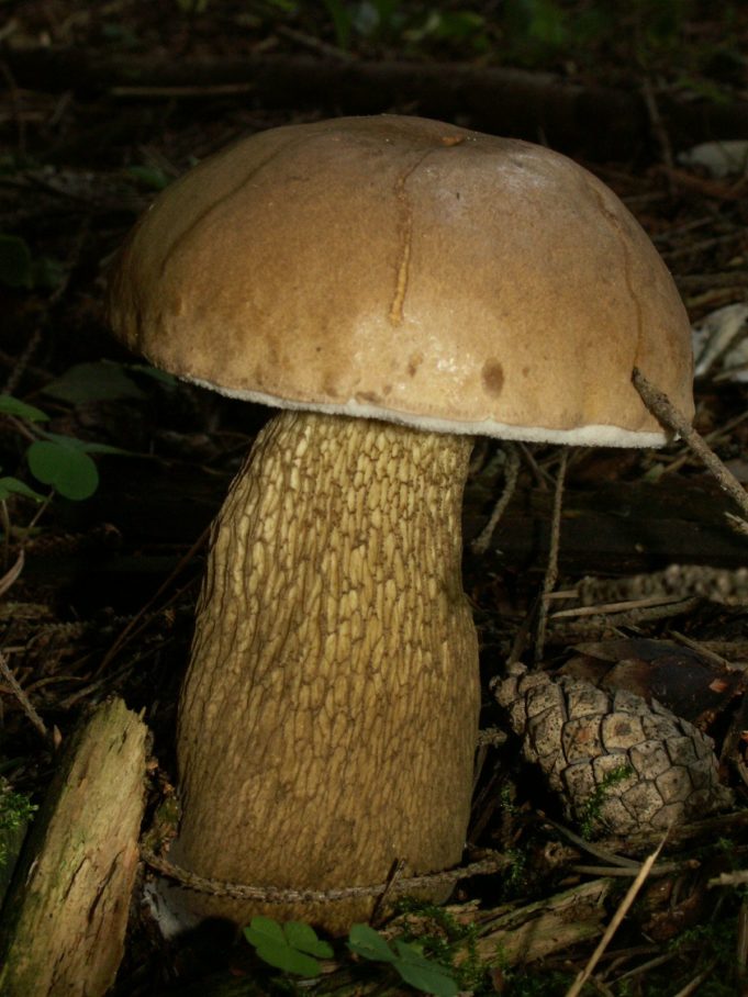Funghi commestibili o velenosi? Occhio ai “sosia”, tossici e mortali ...