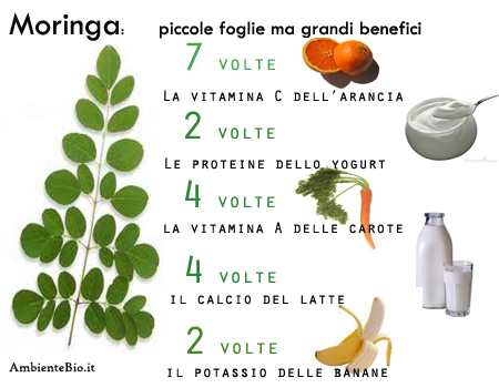 moringa proprietà