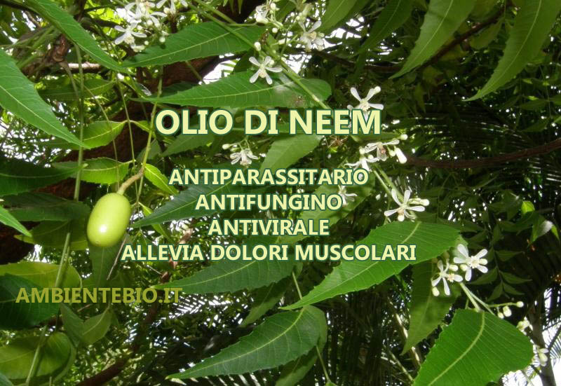 olio di neem