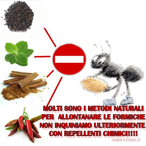 Consigli naturali per allontanare le formiche da casa e giardino ... Eliminare formiche in casa