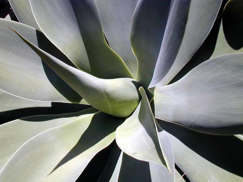 AGAVE