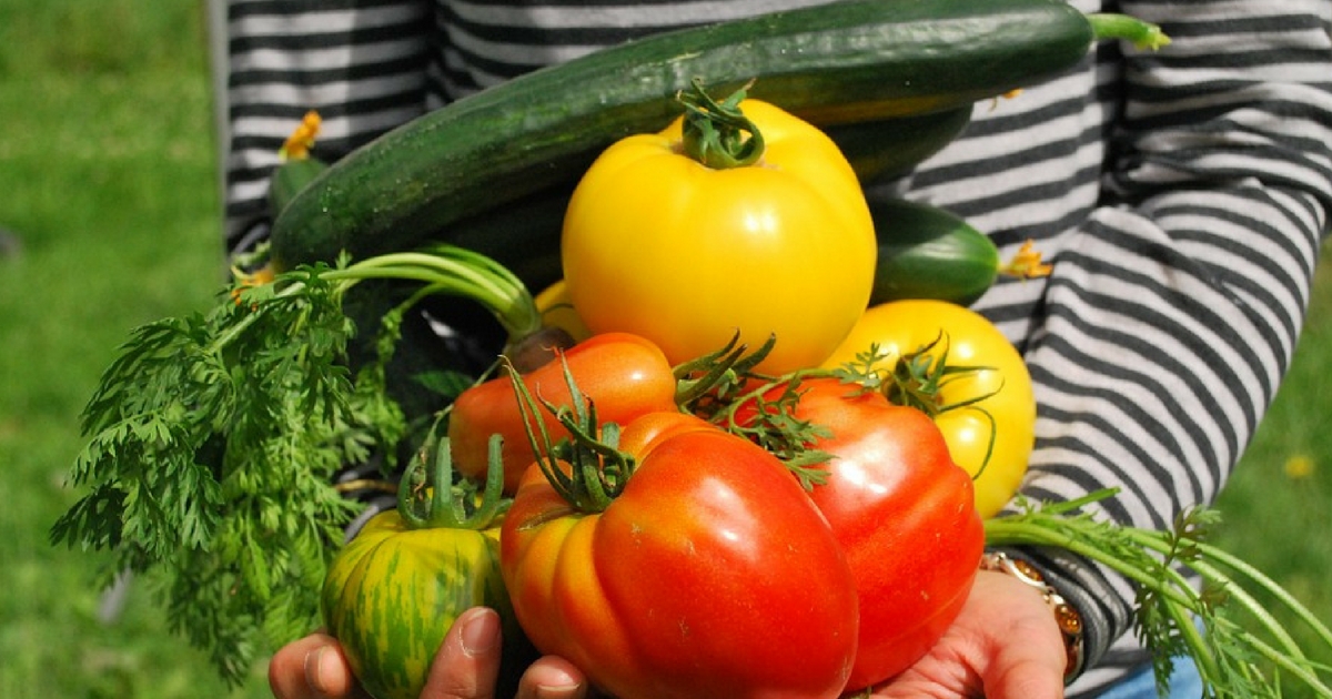 5 modi gratuiti per coltivare ortaggi