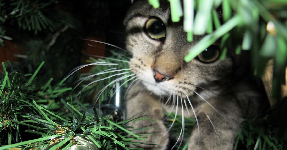 7 pericoli per i nostri animali nascosti in casa