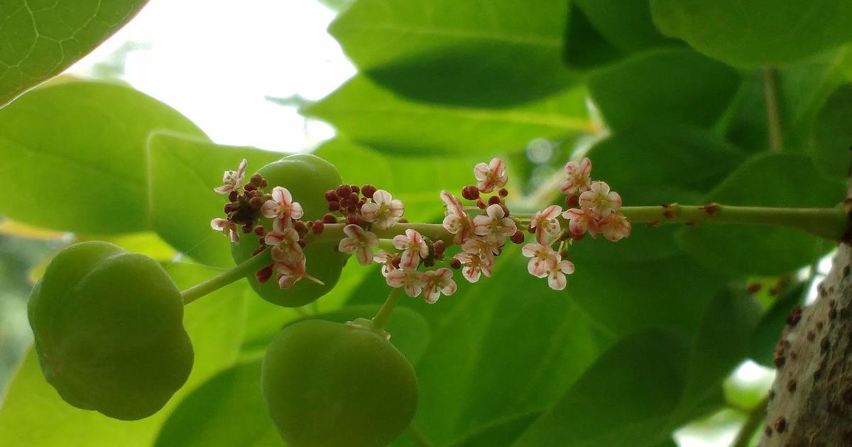 L'amla, uno dei frutti che compongono la Triphala ayurvedica