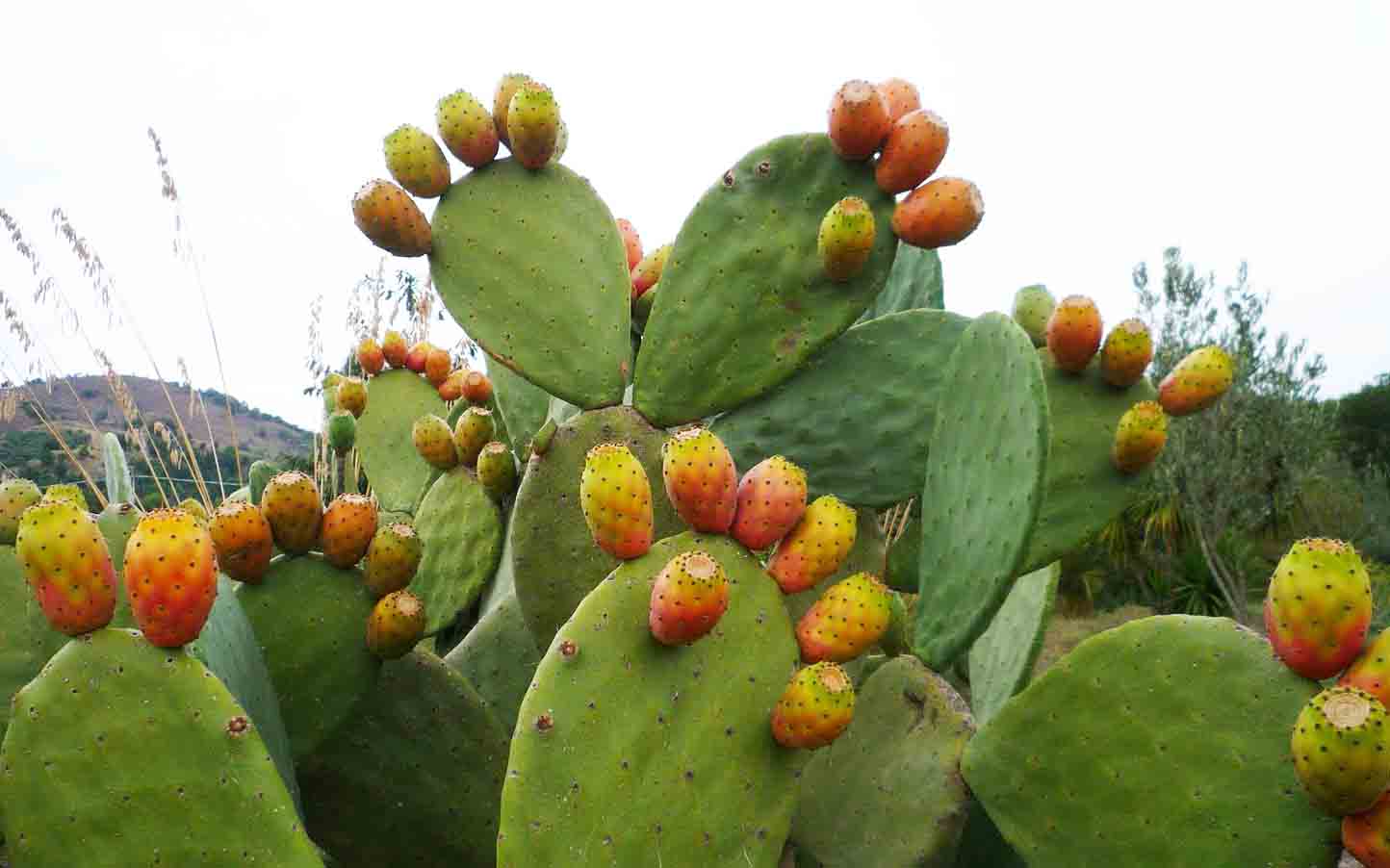 5 buone ragioni per mangiare i fichi d’india | Ambiente Bio