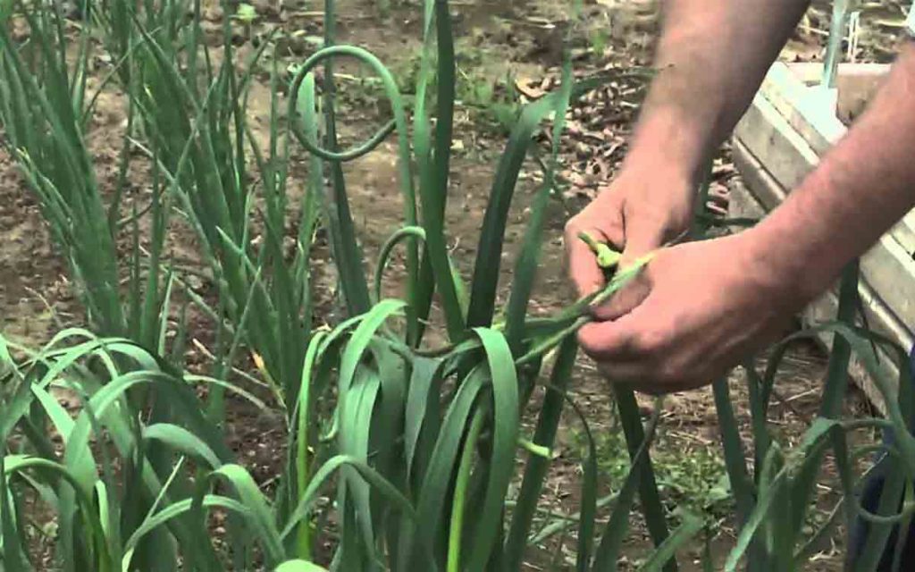 coltivare aglio in casa