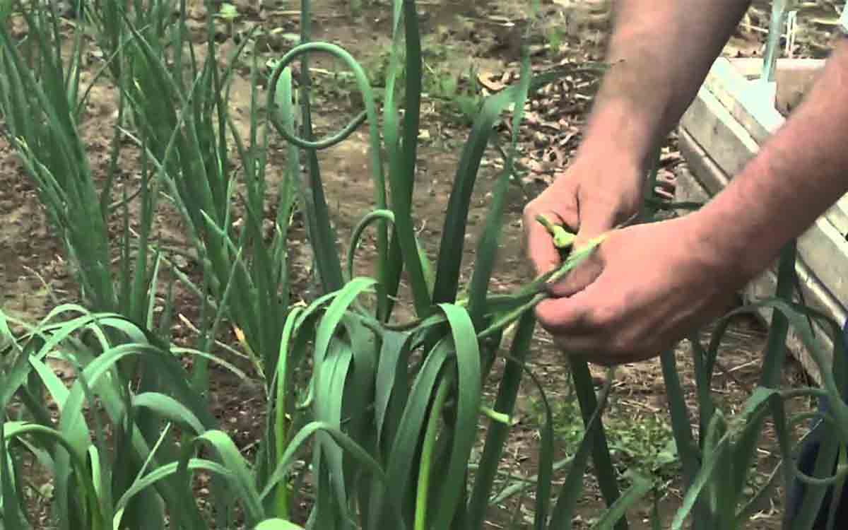 Come coltivare aglio in casa in poche e semplici mosse Ambiente Bio