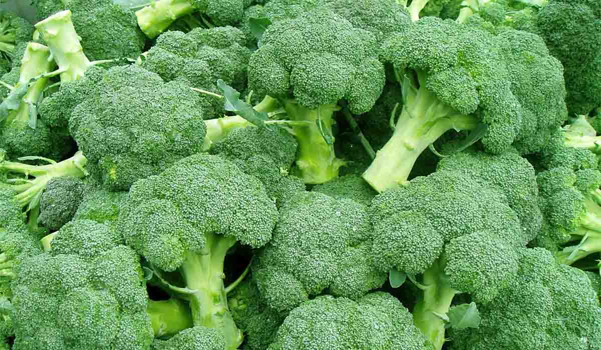 Come cucinare i broccoli per conservare le loro proprietà antitumorali -  Ambiente Bio
