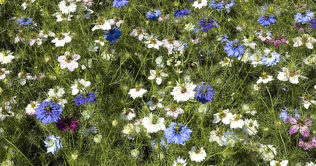 nigella sativa cumino nero