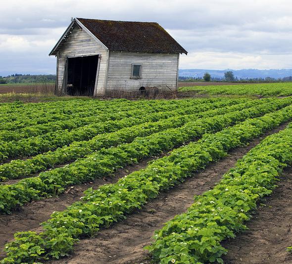 Il pericolo dell’utilizzo del rame come fungicida in agricoltura