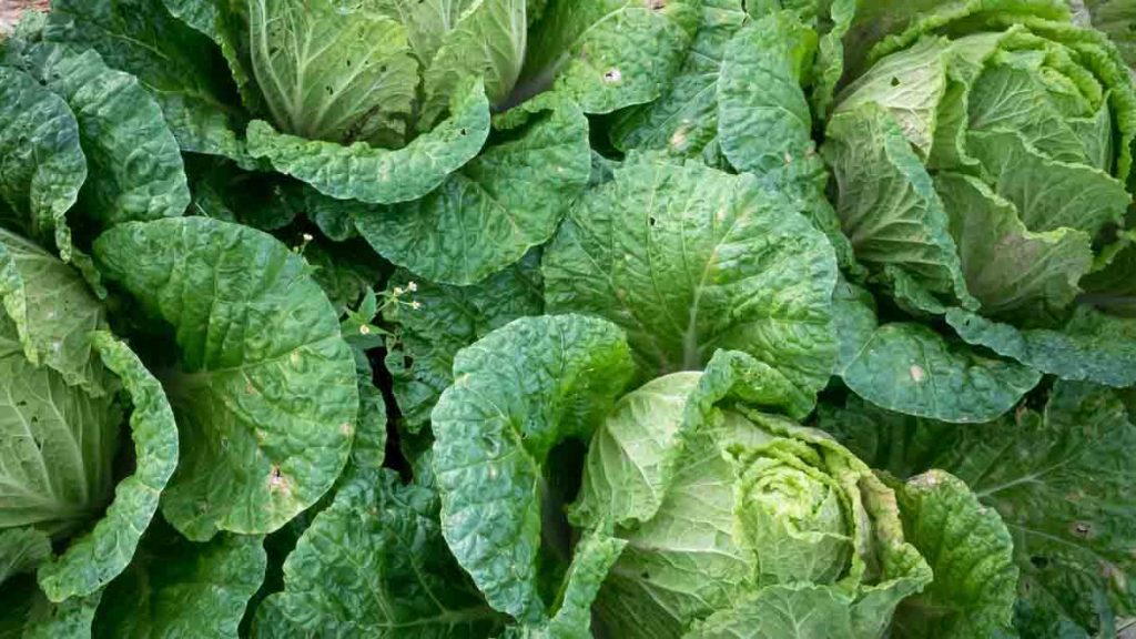 bok choy bevanda detox per il fegato