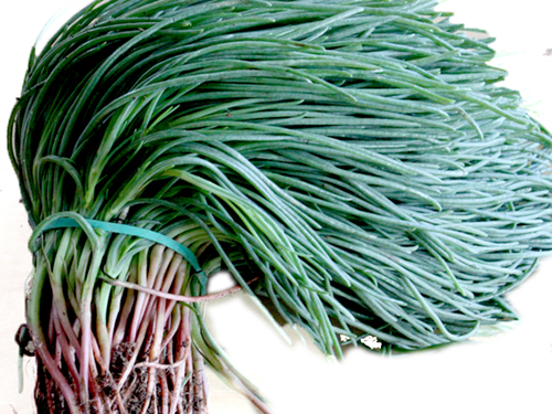agretti