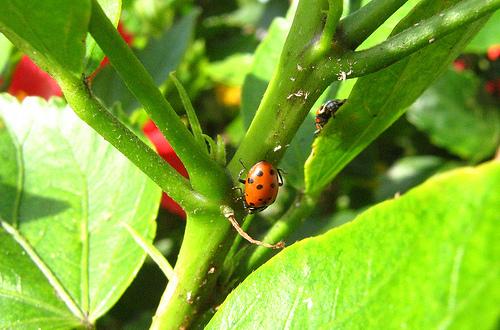 coccinelle