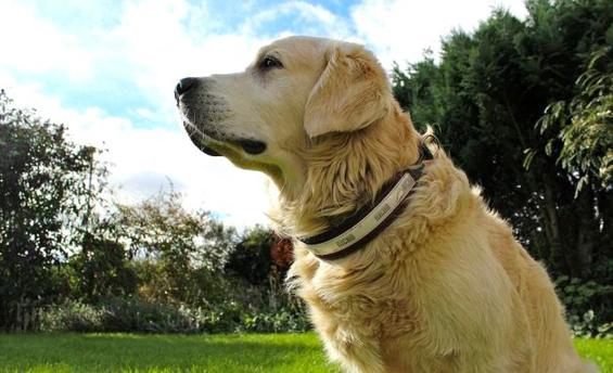 giornata internazionale del cane